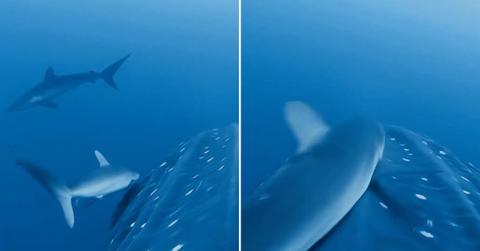 Video stills show smaller fish dashing against a whale shark in the ocean. (Cover Image Source: Instagram | @galapagossharkdiving)