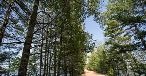 Bike trail through forest along river