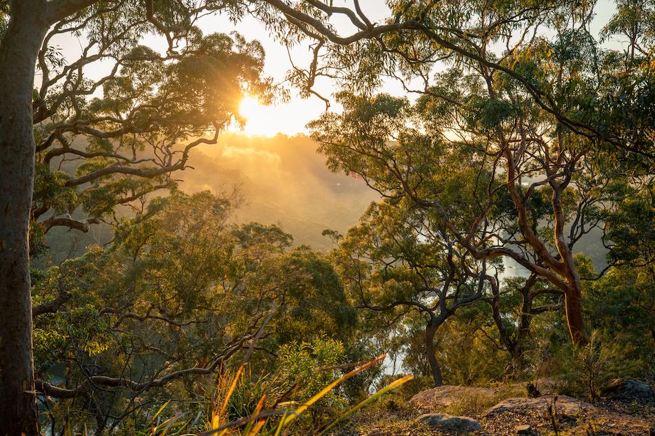 A eucalyptus forest.