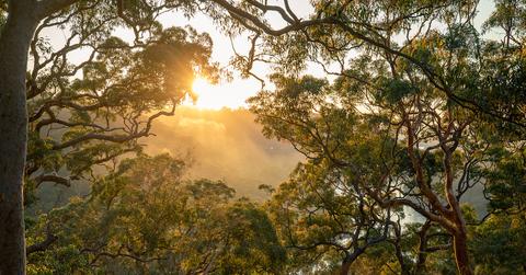 A eucalyptus forest.