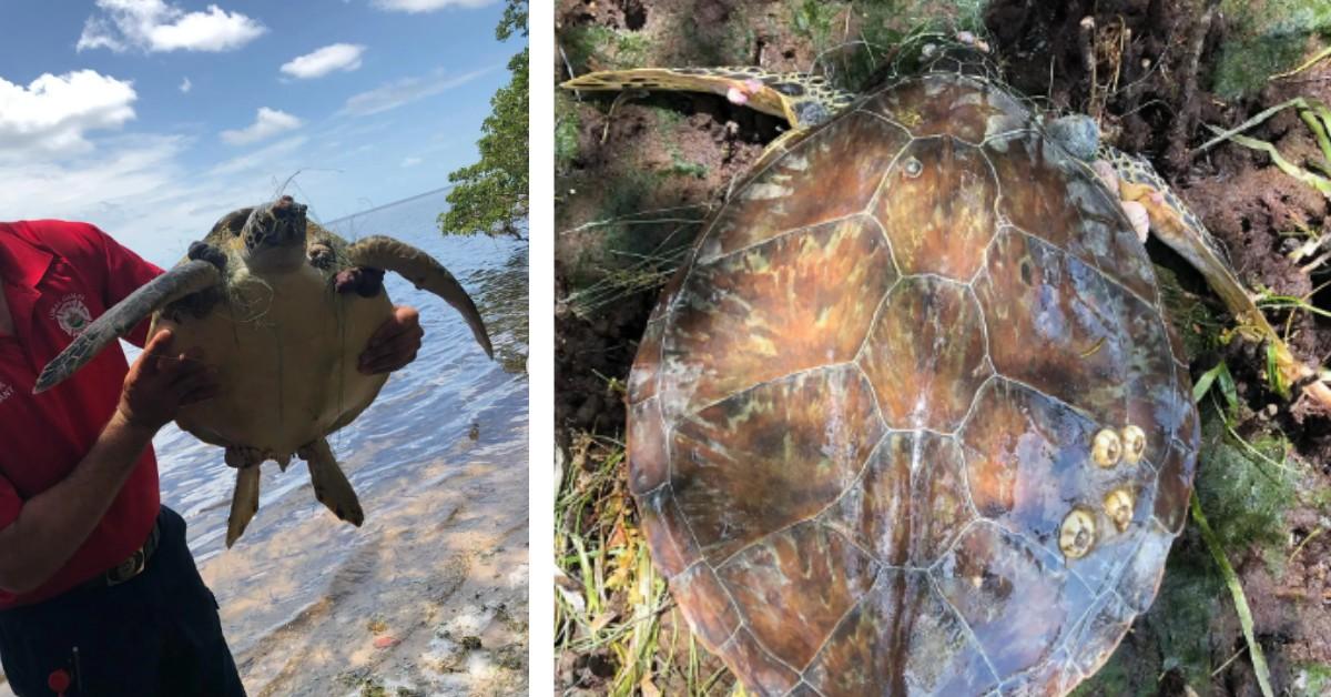 Two photos of a juvenile turtle tangled up in a fishing net 