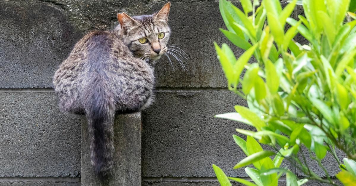 Why Do Cats Put Their Butt in Your Face?