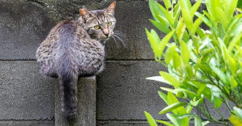 A grey cat with its butt facing the camera.