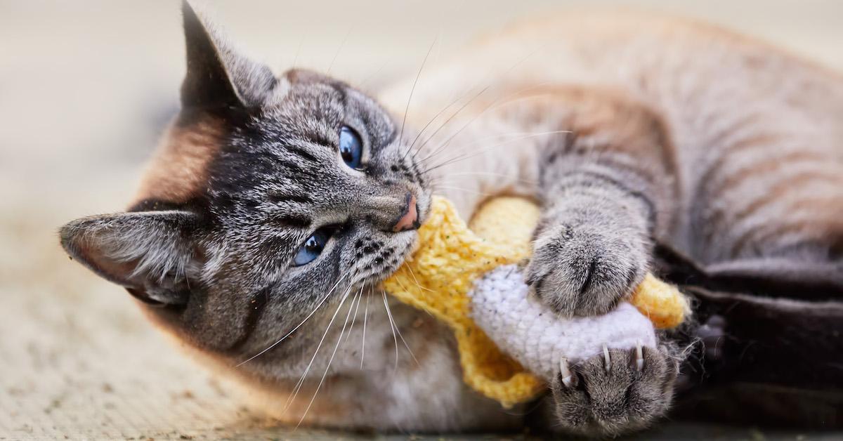 Cat playing with banana cat toy.