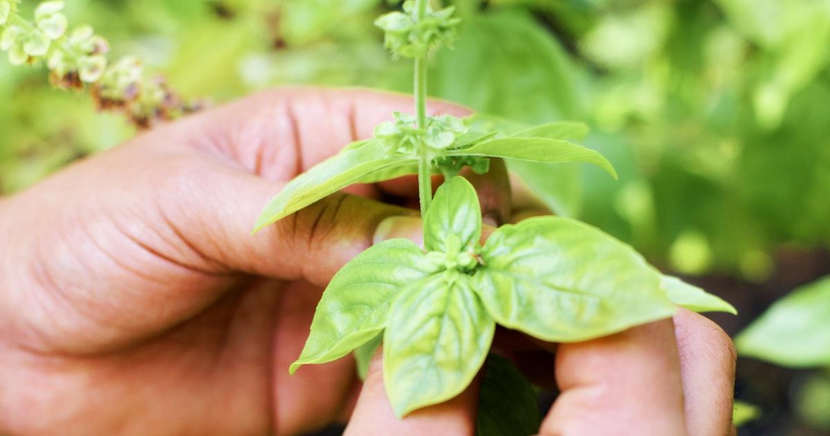 How to Grow Basil at Home