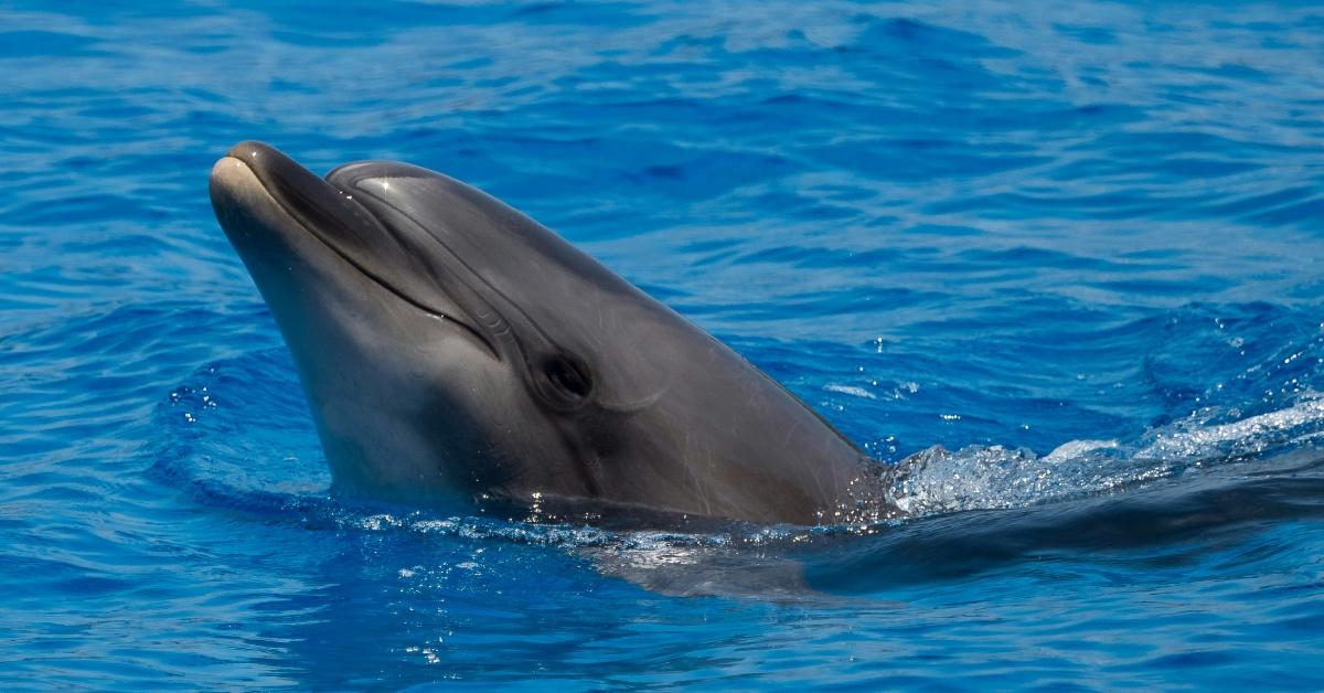 Bottlenose dolphin rises from the water. 