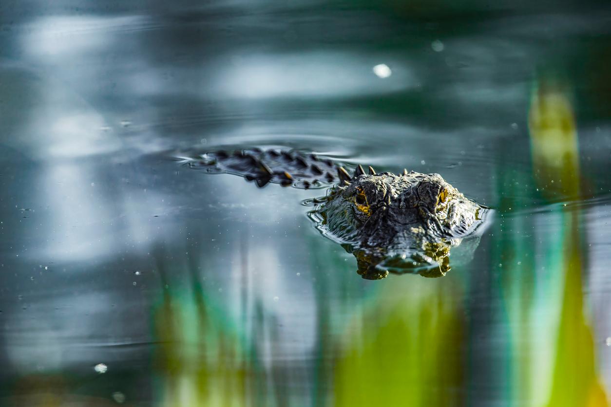 The top of an alligator is visible above water with yellow, green, and blue colors reflected beside it.