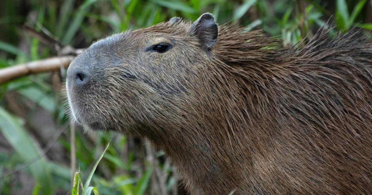 A closeup of a Capybara as it stands among blades of grass