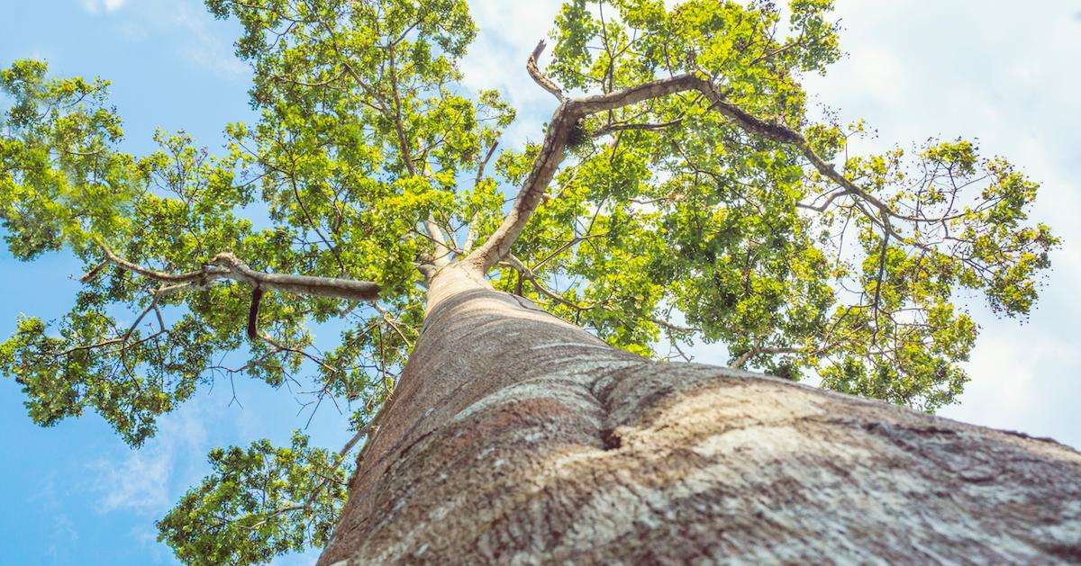 positive impact of organic farming on biodiversity