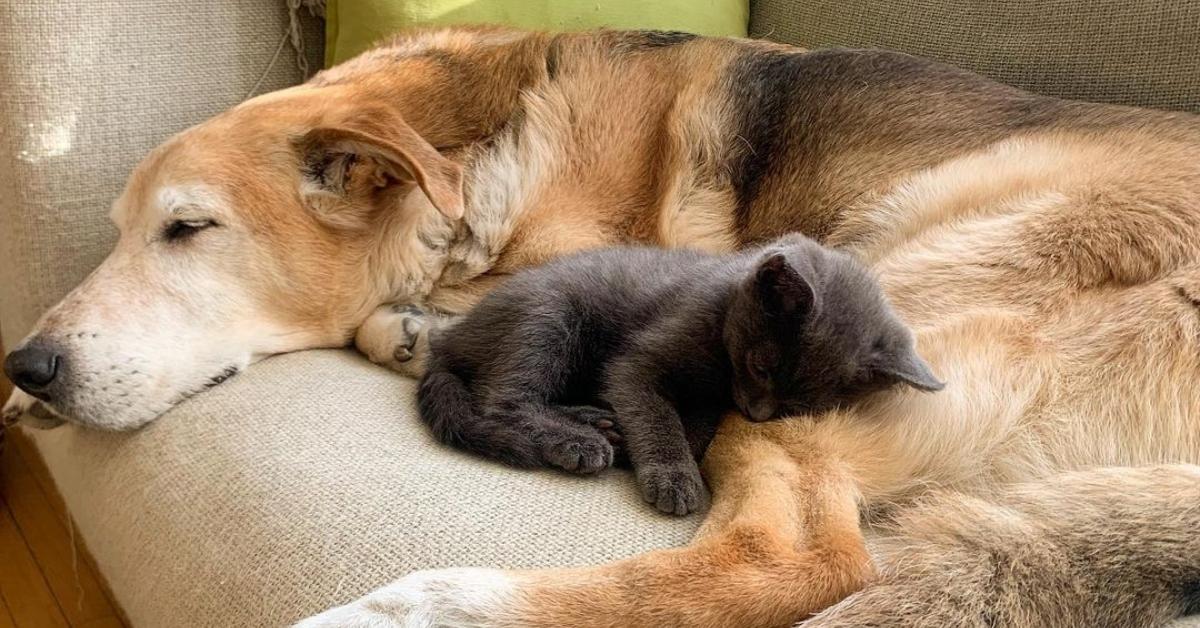 Raylan the dog takes a nap with one of his foster kittens. 