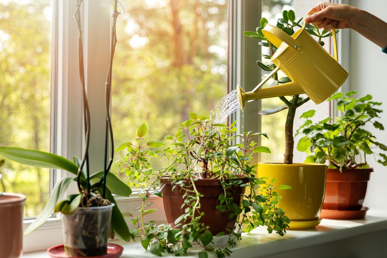 A variety of houseplants in a sunny windowsill being watered by a person holding a yellow watering can