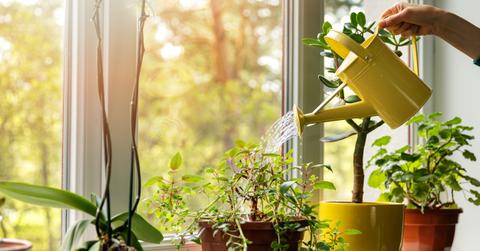 A variety of houseplants in a sunny windowsill being watered by a person holding a yellow watering can