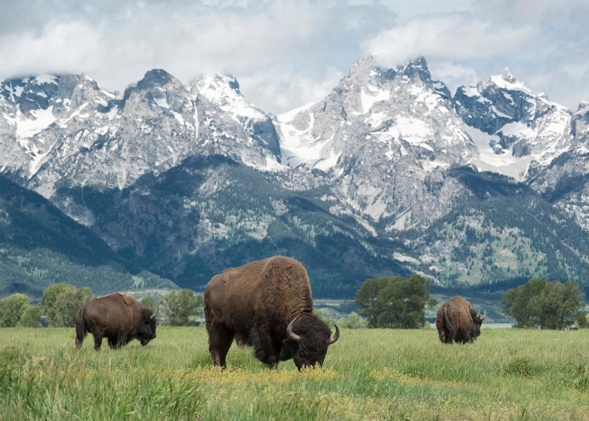 American Buffalo are pictured grazing on the plains in Grand Teton National Park.