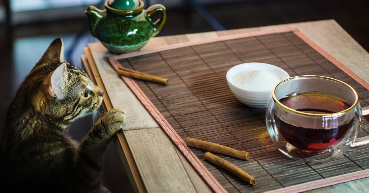 Cat looking at a cup of tea with cinnamon sticks around it. 