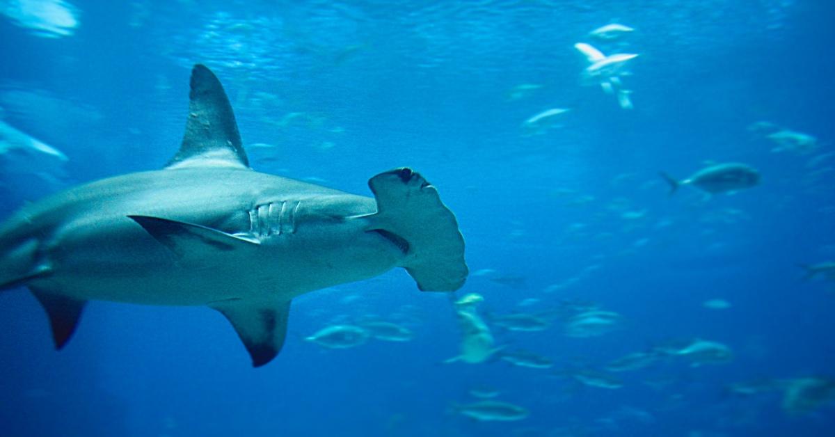 Photo of hammerhead shark swimming at the Atlanta Aquarium. 