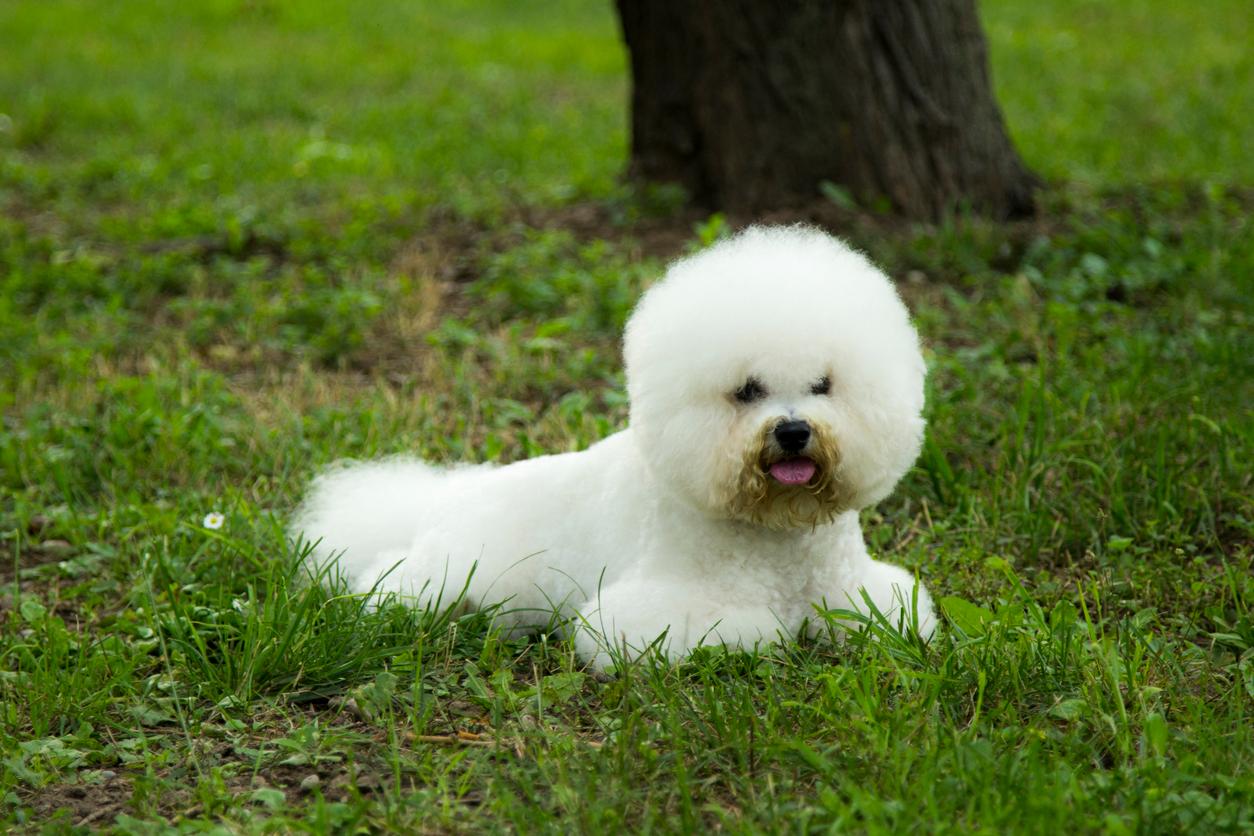 A white Bichon Frisé laying in a field in front of a tree. 