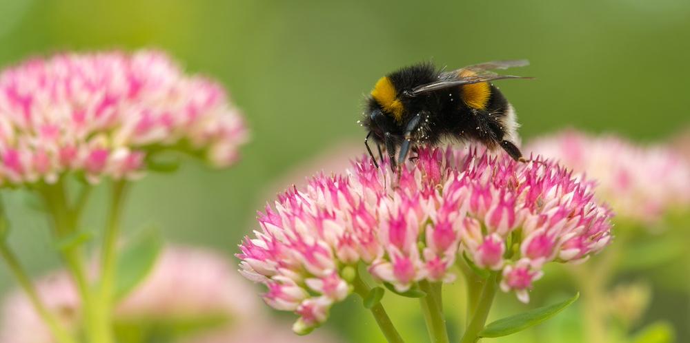 A bumblebee on a flower.