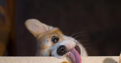 Corgi trying to steal food from table.