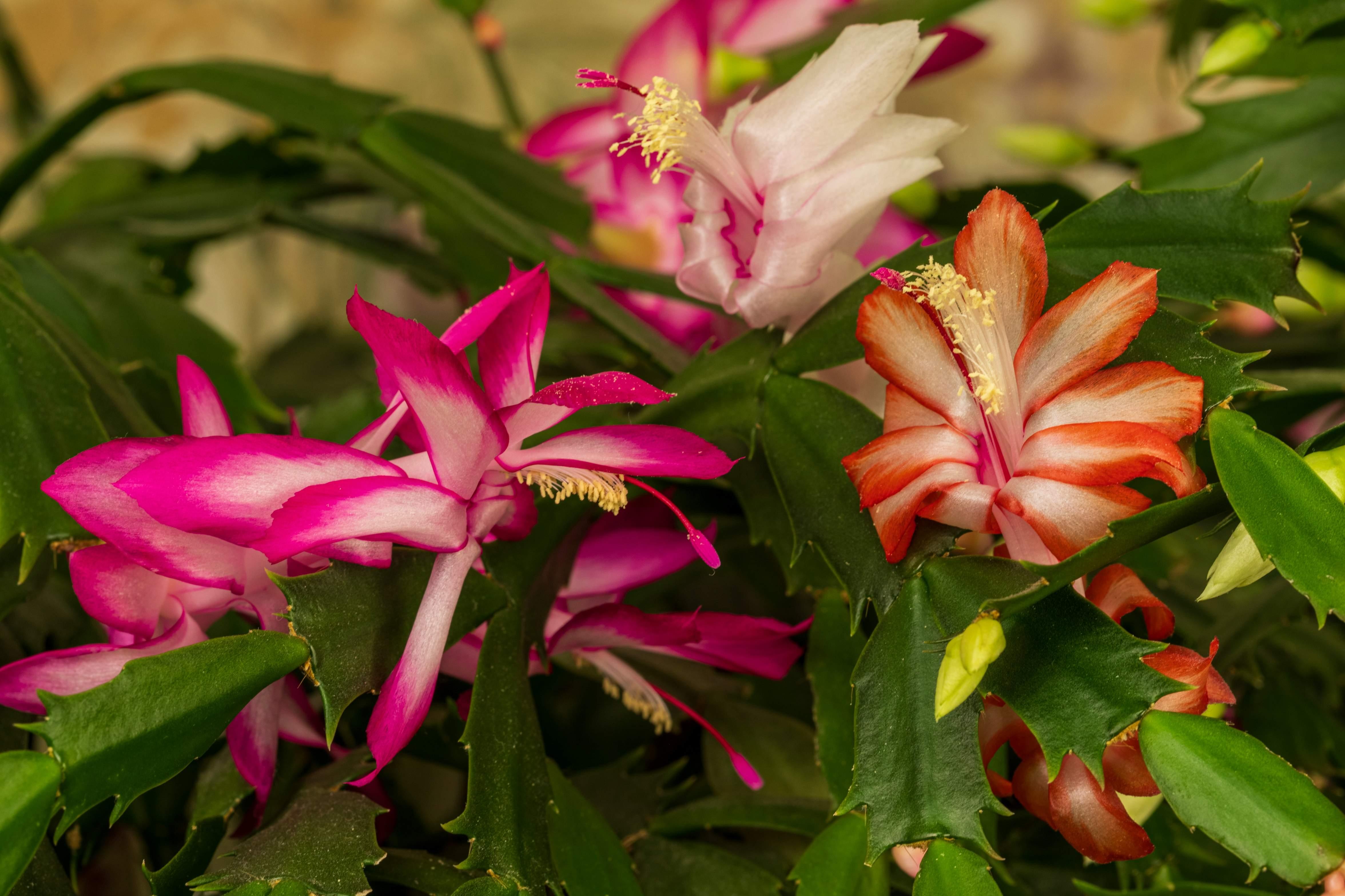 Multiple pink, white, and orange Christmas Cactus plants with green leaves are pictured together.