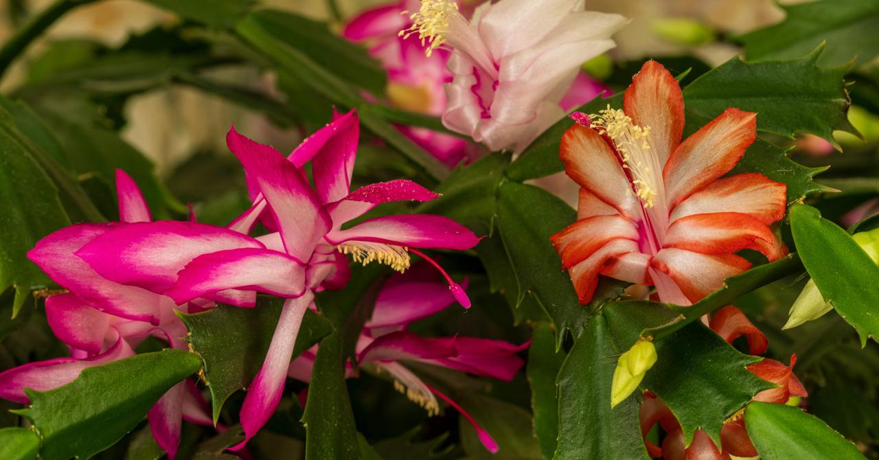 are-christmas-cactus-plants-poisonous-to-cats-and-dogs