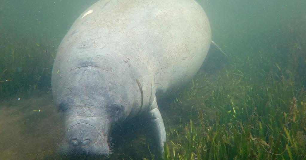 How Many Manatees Are Left? Many Are Dying as Food Sources Continue to Wane