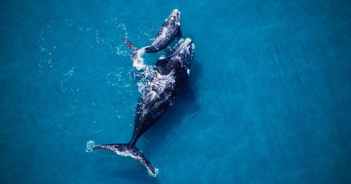 Mother gray whale with her calf in the water (Representative Cover Image Source: Getty Images | Gerard Soury)