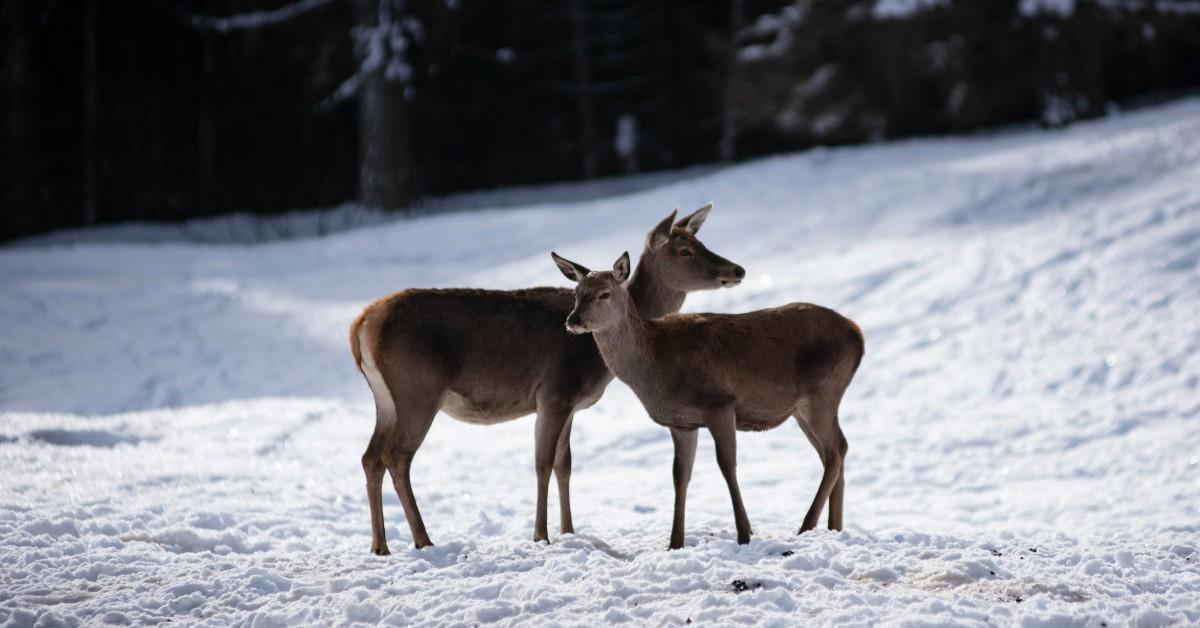 Two doe snuggle up in a snowy landscape