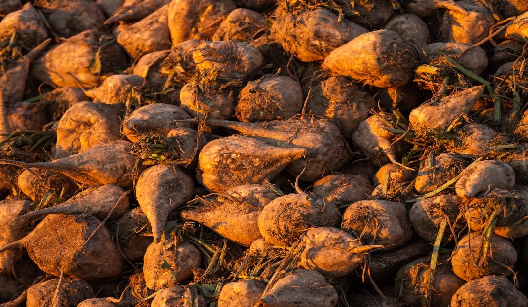 Sugar beets in a pile on top of a mountain