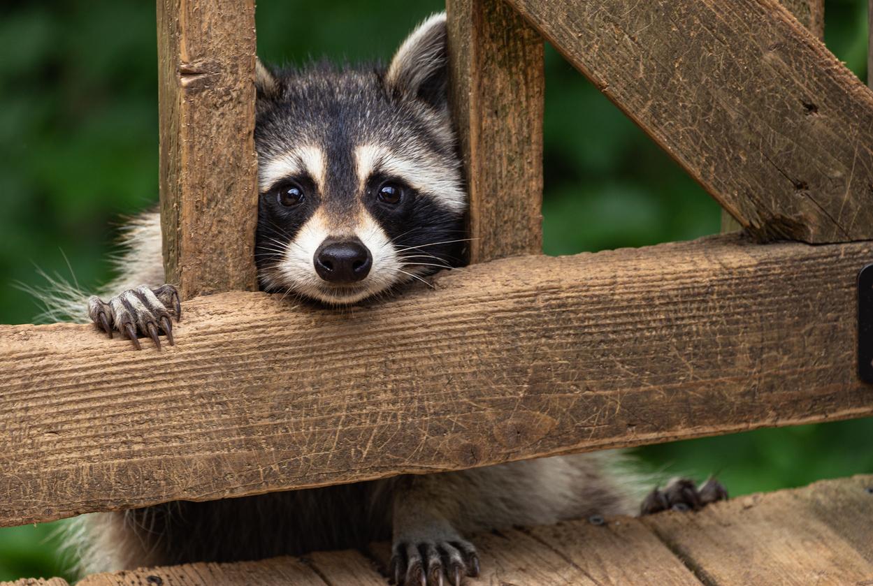 A raccoon sticks his head through wooden panels in a forest area.