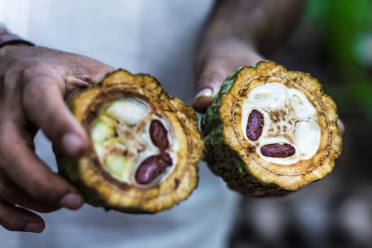 Person holding a cacao plant split in half. 