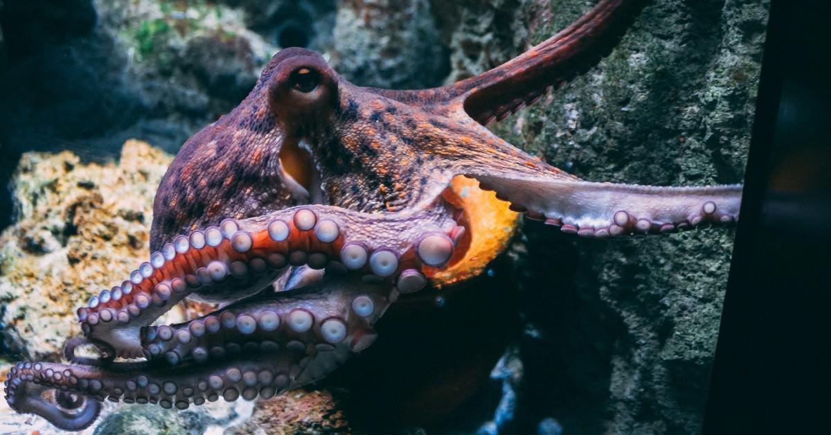 An octopus sits in the corner of a giant aquarium tank
