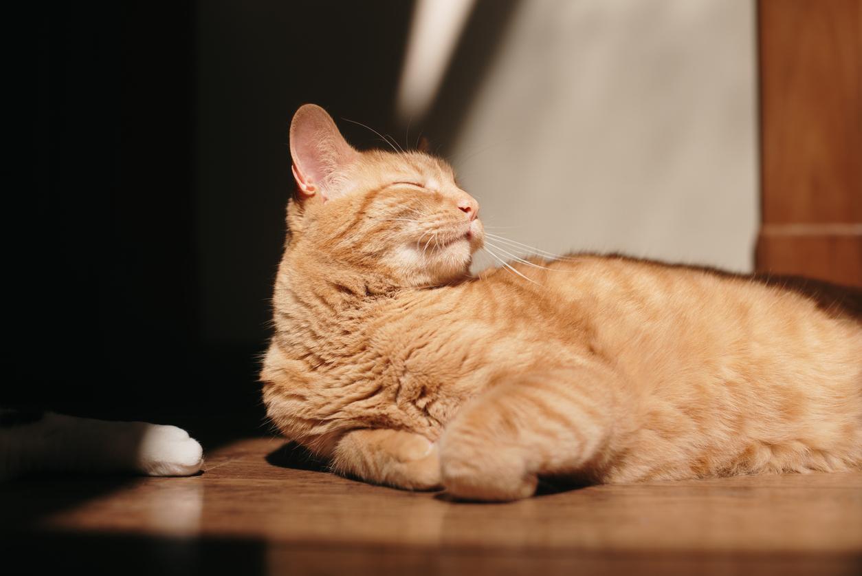 An orange cat is pictured resting on a wooden floor with his eyes closed.