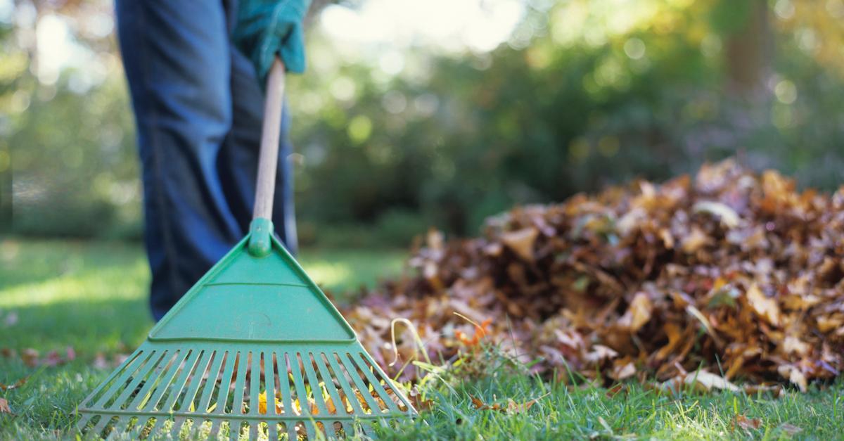 Raking Leaves