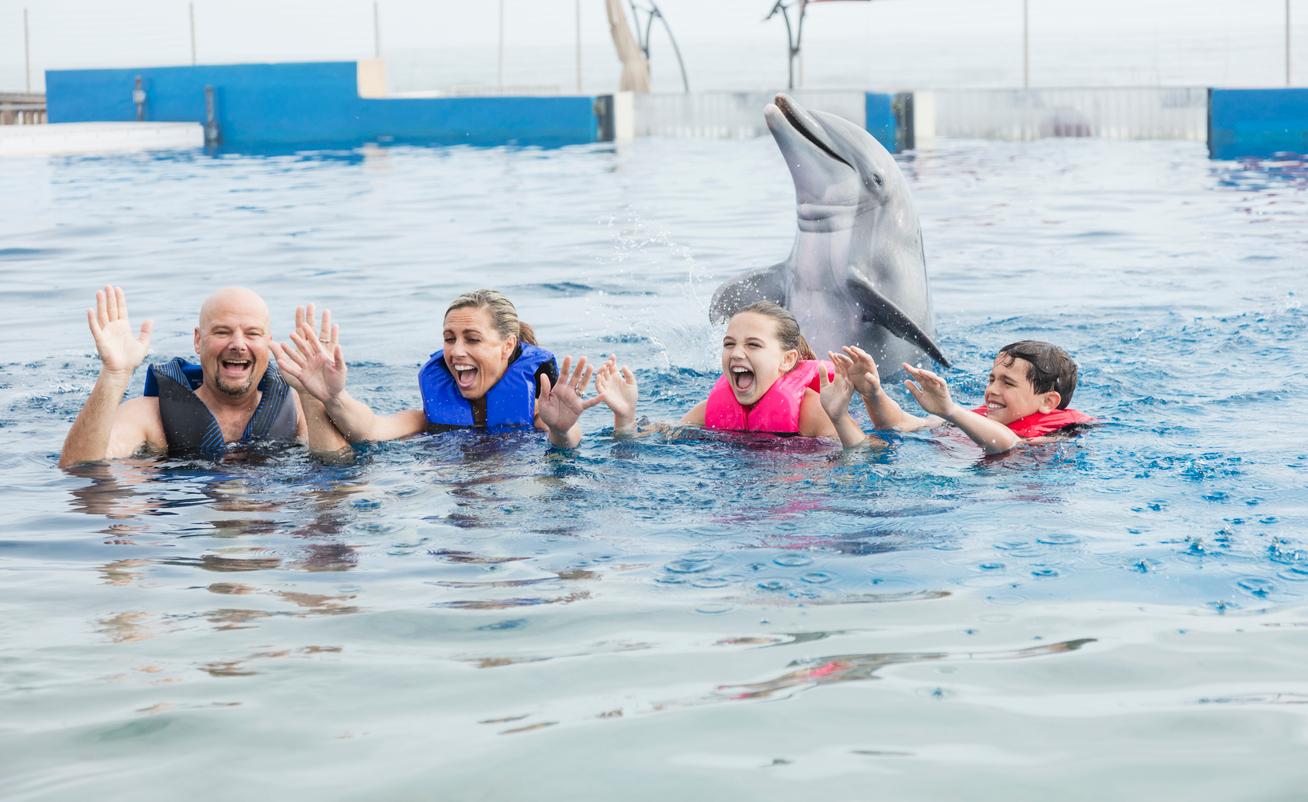 Are Dolphins Dangerous to Humans? Dolphin Encounters Pose Safety Risks