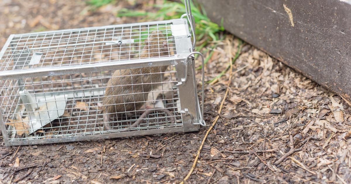 Mouse live trap with captured mouse, outdoors Stock Photo by