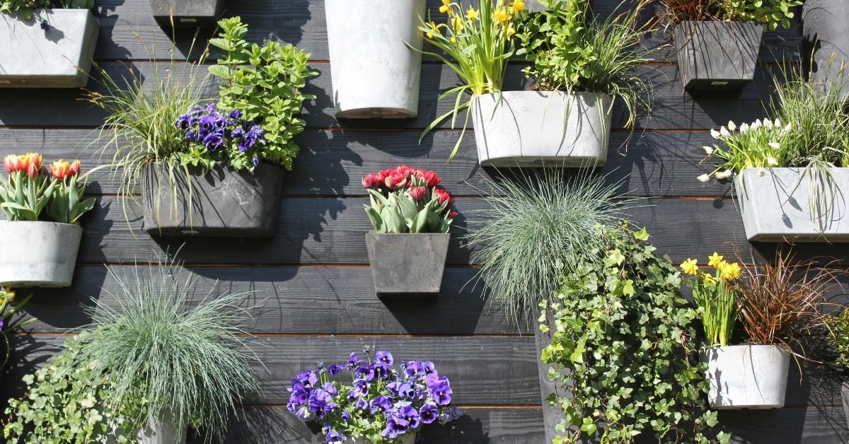 Flowerpots hang on a wall