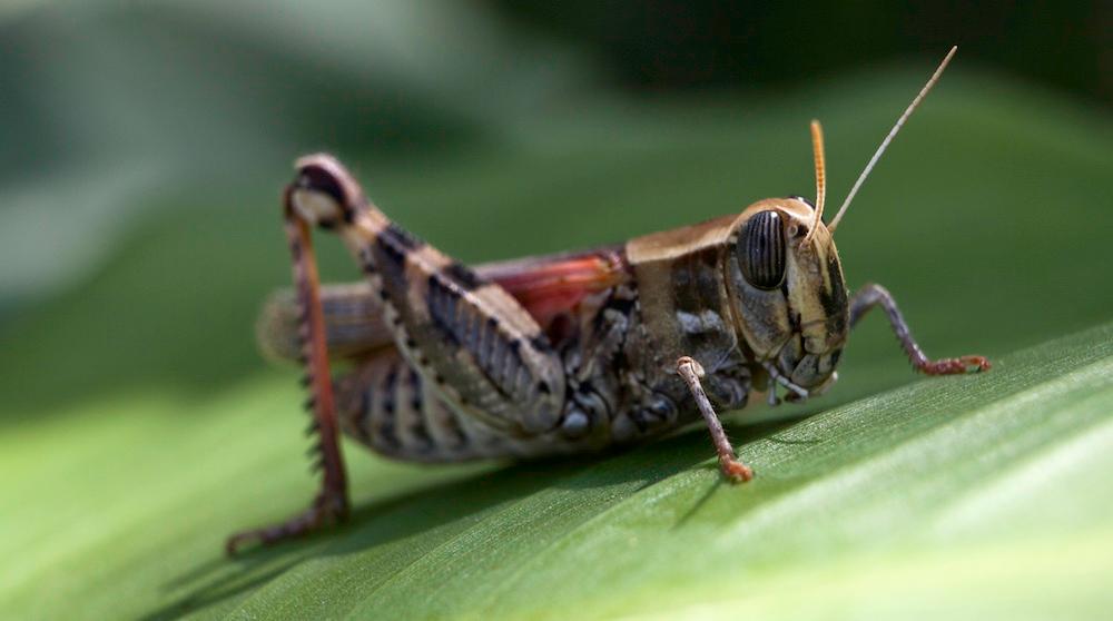 A closeup of a grasshopper on a leaf. 