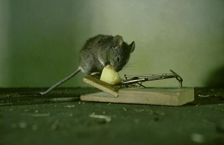 A mouse on a mouse trap