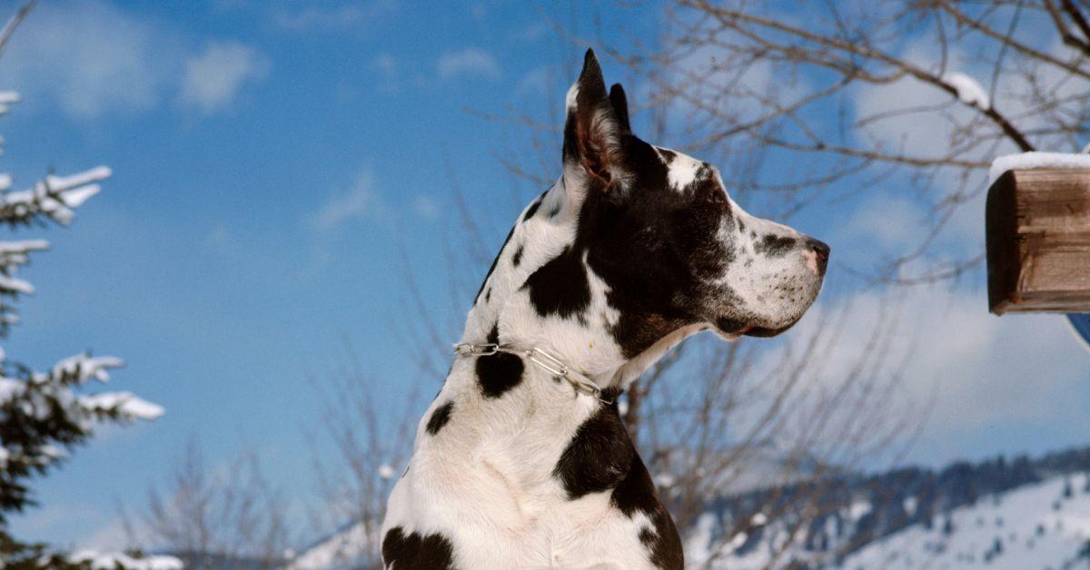 A Dalmatian looking outside in the winter. 