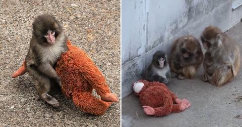 Baby Punch holding his toy and making friends in the troop (Cover Image Source: @ichikawa_zoo)
