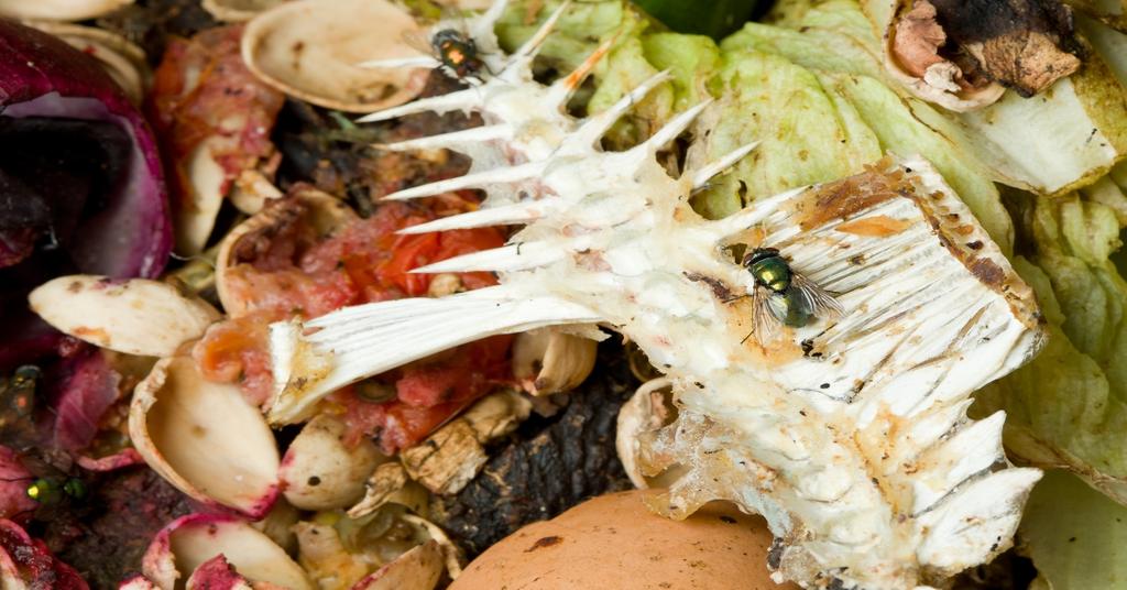 Should Compost Have Flies?