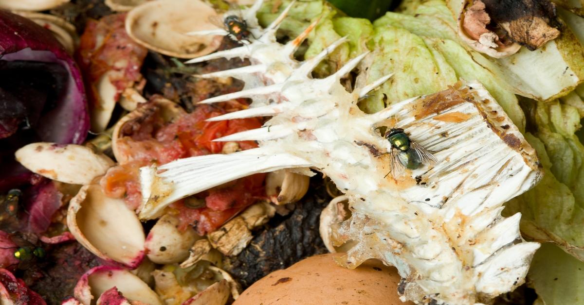 Should Compost Have Flies?