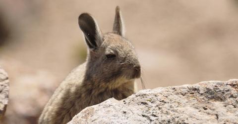 chinchilla fur farm ban
