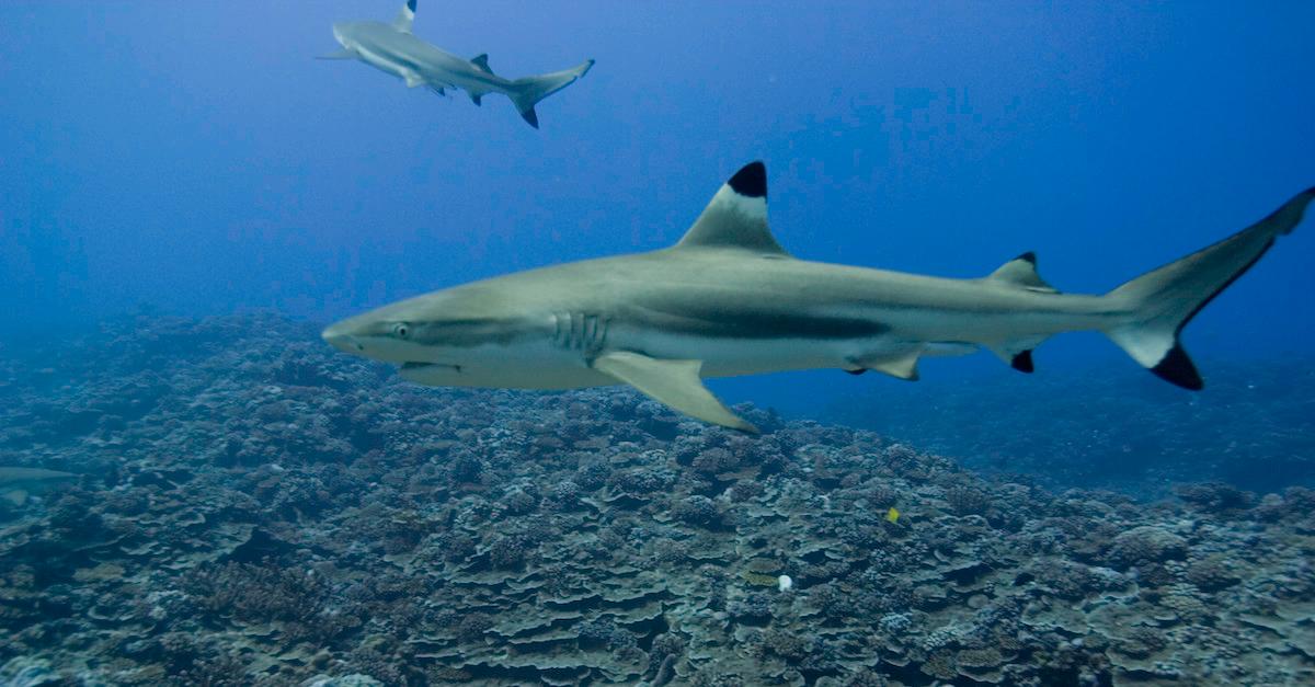 Shark Week': Highlights, and The Rock on his role as first emcee