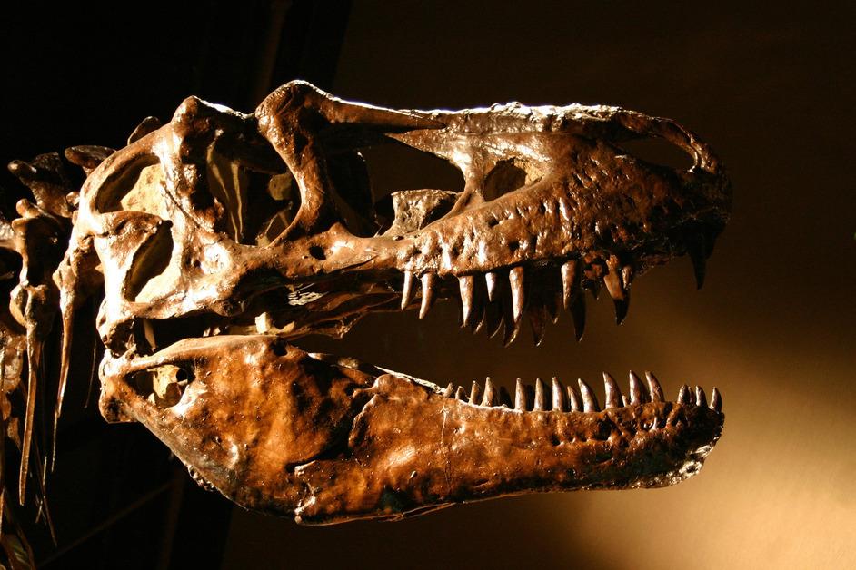 T.rex dinosaur skull stock photo. 