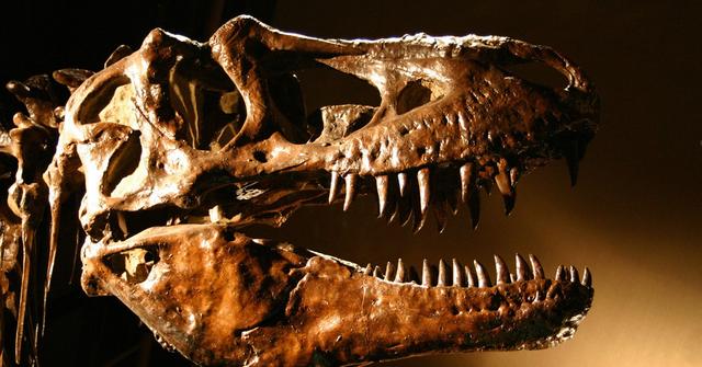 dinosaur-bones-are-being-sold-at-auctions-how-much-are-they-worth