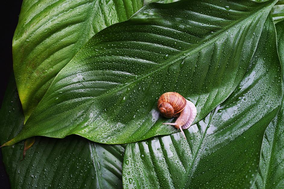 A snail sits on several large green leaves with rain drops on them. 
