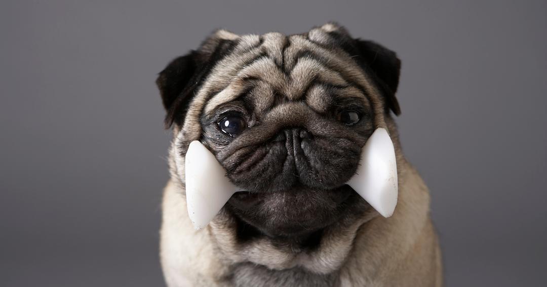 The Best Small Pets for Kids