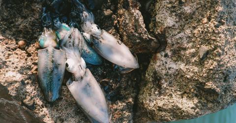 A nest of squid on a rock