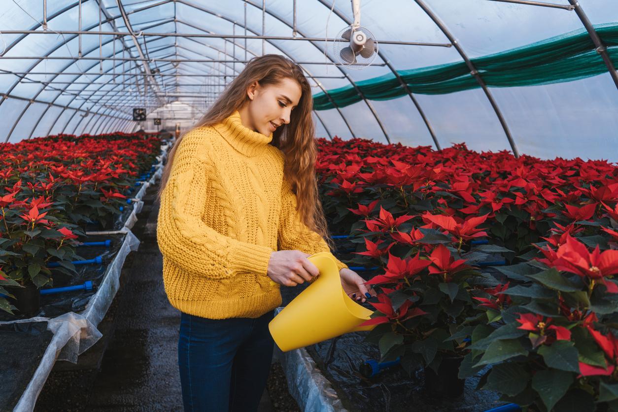 A smiling nursery employee waters potted poinsettia on a stand with many other poinsettias inside a greenhouse.